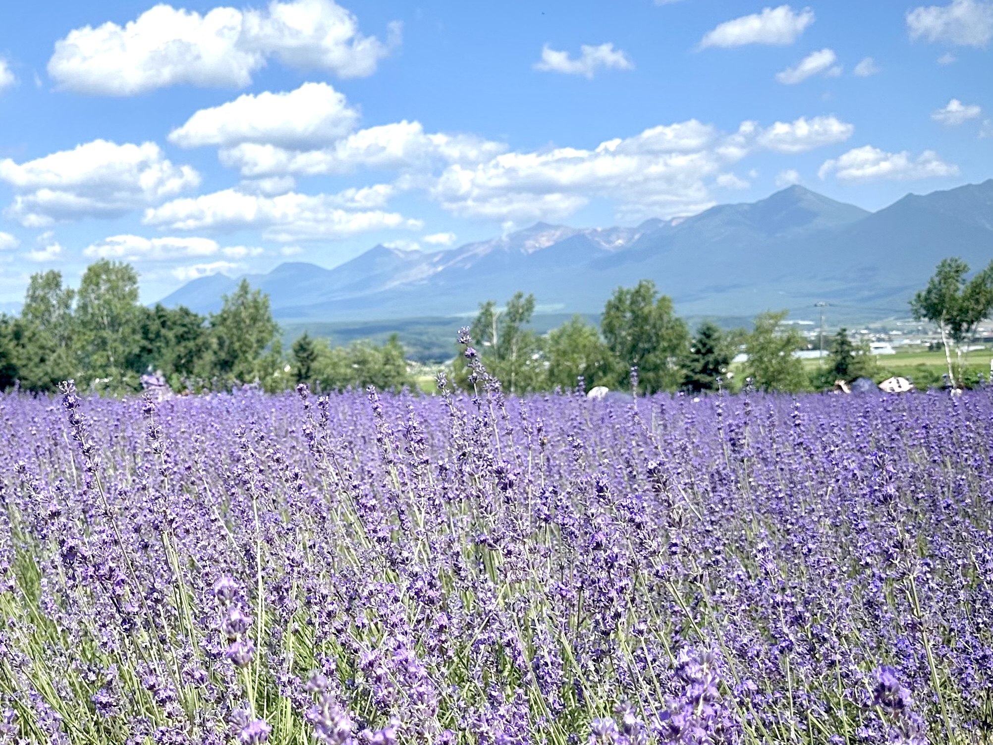 🎉 2집 Lavender Field 쇼케이스 소식입니다. [예매안내]
